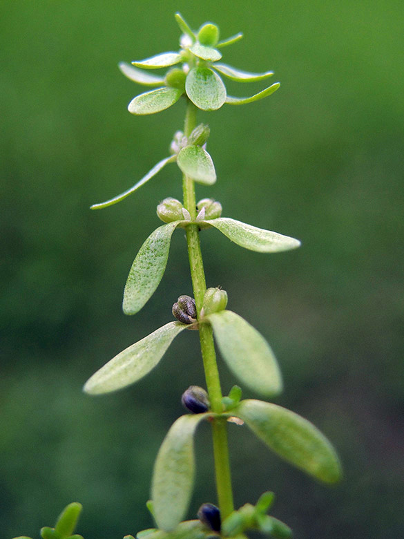 Callitriche_palustris_sstr_DiemelseeGiebringhausen_260915_ja04.jpg