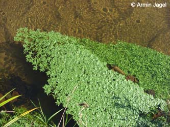 Callitriche_platycarpa_Elbe2008_8_ja09.jpg