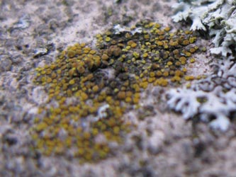 Caloplaca_oasis_BORUB250114_ja01.jpg