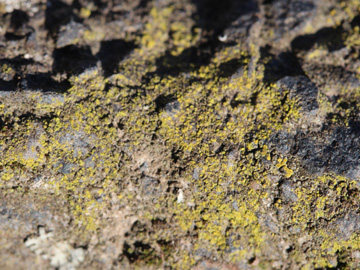 Caloplaca_oasis_RUBMoose210117_CB02.jpg