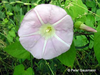 Calystegia_pulchra_Herne_PG.jpg