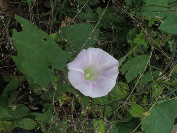 Calystegia_pulchra_Schalksmuehle_AmRoggenhagen_230917_ja02.jpg