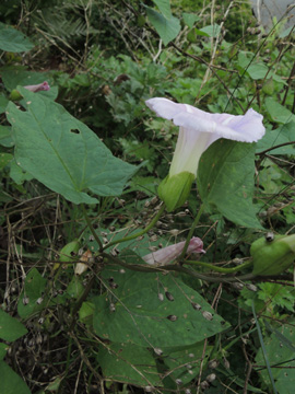 Calystegia_pulchra_Schalksmuehle_AmRoggenhagen_230917_ja03.jpg