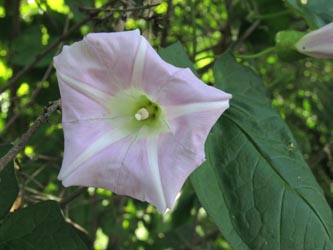 Calystegia_pulchra_WITAnnen_160615_ja01.jpg