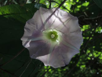 Calystegia_pulchra_WITAnnen_160615_ja05.jpg