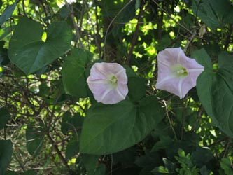 Calystegia_pulchra_WITAnnen_160615_ja10.jpg