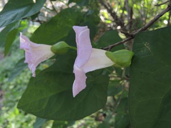 Calystegia_pulchra_WITAnnen_160615_ja12.jpg