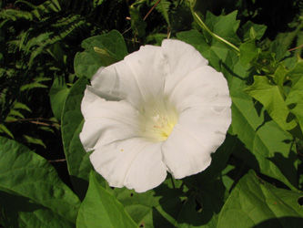 Calystegia_sepium_260710_VD01.jpg