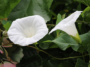 Calystegia_sepium_BO-Ehrenfeld_010818_ja01.jpg