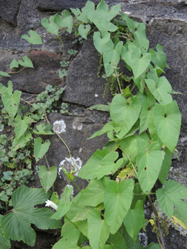 Calystegia_sepium_BO-Stiepel_Maueraktion_260816_ja01.jpg