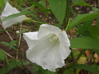 Calystegia_sepium_BOHarpenerTeiche070609_TK01.jpg