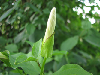 Calystegia_sepium_Eichendorff_120710_VD01.jpg