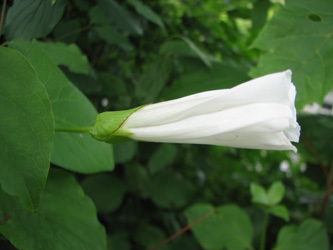 Calystegia_sepium_Eichendorff_120710_VD02.jpg