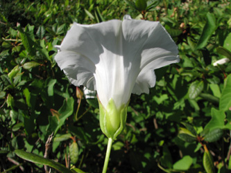 Calystegia_sepium_Eichendorff_180710_VD04.jpg