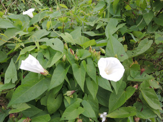 Calystegia_sepium_GEOTag_2014_TK01.jpg