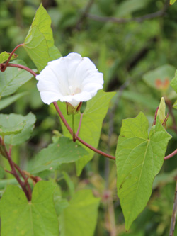 Calystegia_sepium_Groppenbruch_2013_CB01.jpg