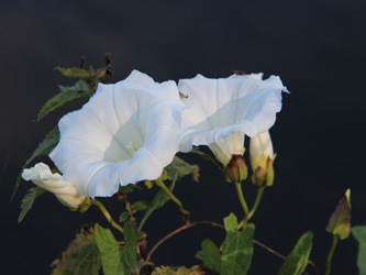 Calystegia_sepium_MH_2015_CB01.jpg