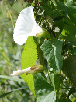 Calystegia_sepium_Rhein_DU_2012_CB01.jpg