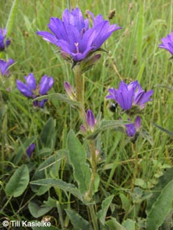 Campanula_glomerata_Moosberg_090612_TK58.jpg