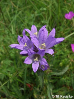 Campanula_glomerata_SWD2009_TK128.jpg