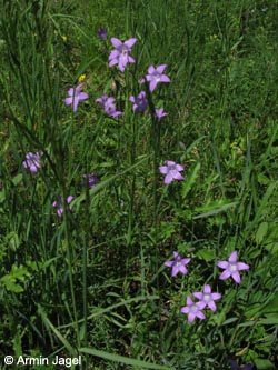 Campanula_patula_SWD2009_235_ja01.jpg