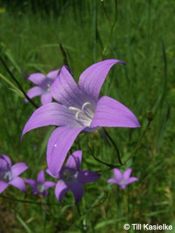 Campanula_patula_SWD2009_TK209.jpg