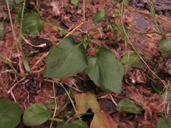 Campanula_poscharskyana_BOInnenstadt170710_ja04.jpg