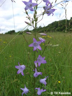 Campanula_rapunculus_Moosberg_090612_TK49.jpg