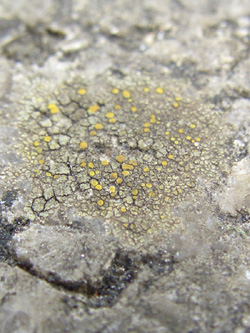 Candelariella_Schmechtingtal071117_ja06.jpg