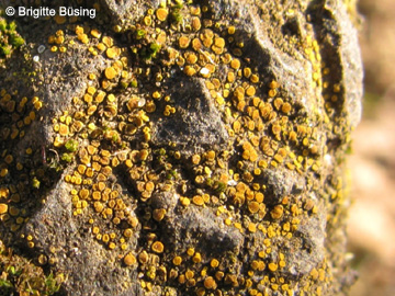 Candelariella_aurella_Lecanora_flotoviana_RUBMoose_210117_BBuesing01.jpg