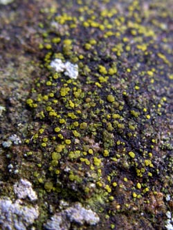Candelariella_aurella_Schmechtingtal071117_ja33.jpg