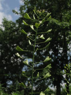 Capsella_bursa-pastoris_020612_ja00.jpg