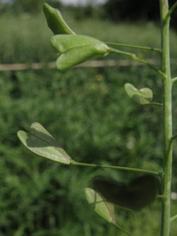 Capsella_bursa-pastoris_020612_ja01.jpg