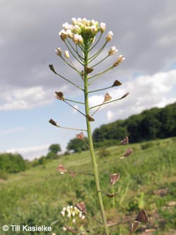 Capsella_bursa-pastoris_BOKalwes040613_TK02.jpg