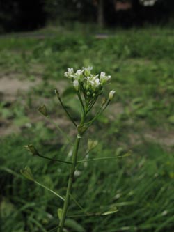 Capsella_bursa-pastoris_BadZwischenahn080810_ja06.jpg