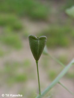 Capsella_bursa-pastoris_Bislicherinsel120610_TK03.jpg