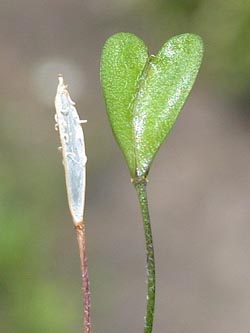 Capsella_bursa-pastoris_ho01.jpg