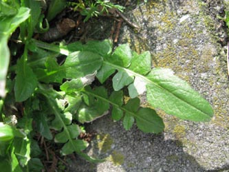 Capsella_cuneifolia_1_Bochum_Innenstadt_020314_ja03.jpg