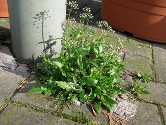 Capsella_cuneifolia_1_Bochum_Innenstadt_020314_ja04.jpg