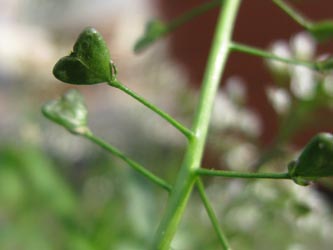 Capsella_cuneifolia_1_Bochum_Innenstadt_020314_ja08.jpg