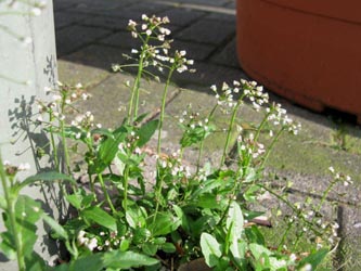 Capsella_cuneifolia_1_Bochum_Innenstadt_020314_ja10.jpg