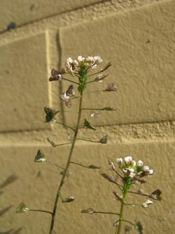 Capsella_cuneifolia_2_Bochum_Innenstadt_020314_ja04.jpg