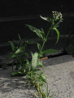 Capsella_cuneifolia_3_Bochum_Innenstadt_020314_ja01.jpg