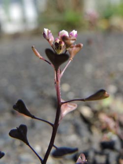Capsella_rubella_Koeln_160414_ja06.jpg
