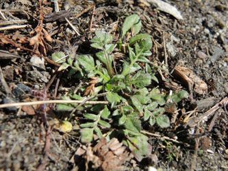 Capsella_rubella_Koeln_160414_ja07.jpg