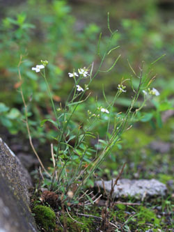 Cardaminopsis_arenosa_HATHenrichshuette130915_CB01.jpg