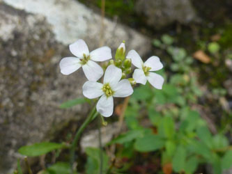 Cardaminopsis_arenosa_HATHenrichshuette130915_ho01.jpg