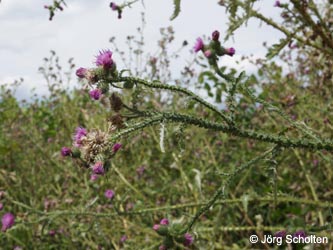 Carduus_crispus_multiflorus_KMerkenichRhein_JScholten01.jpg