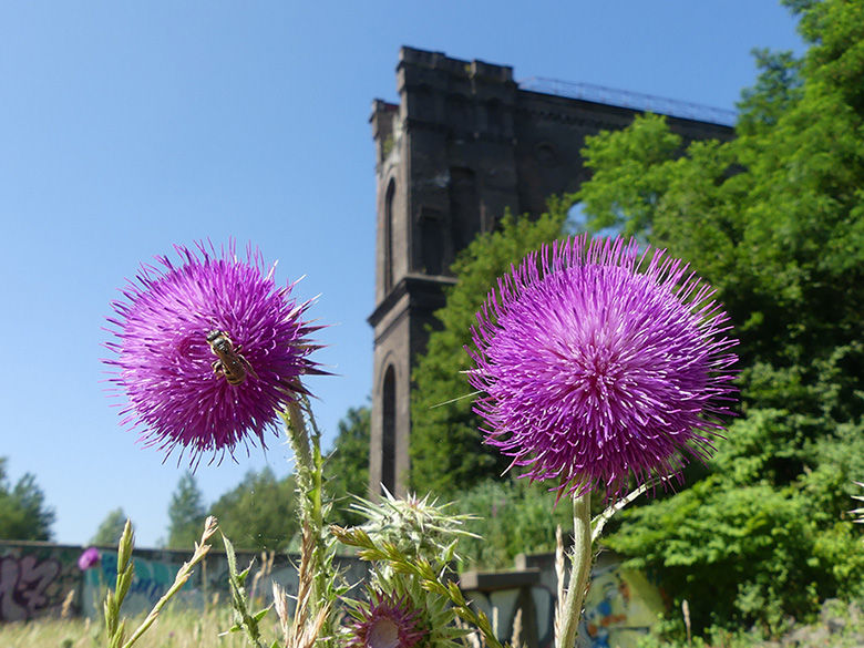 Carduus_nutans_DO-Hoerde_280619_WHessel01.jpg