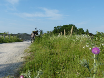 Carduus_nutans_DO-Hoerde_Emscherbruecke_070616_WHessel01.jpg